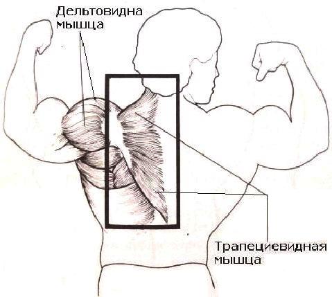 Плечевой пояс